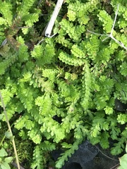 Selaginella douglasii