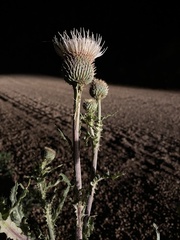 Cirsium canescens