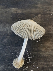 Coprinellus arenicola