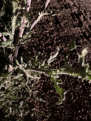 Cirsium canescens