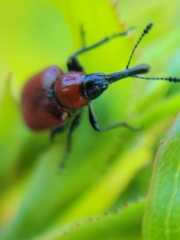 Merhynchites wickhami