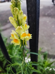 Linaria vulgaris