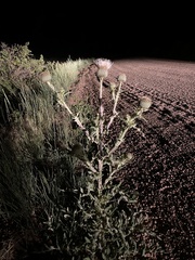 Cirsium canescens
