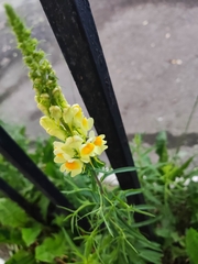 Linaria vulgaris