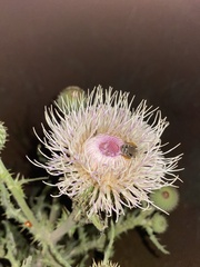 Cirsium canescens