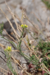 Rhamphospermum pubescens