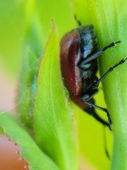 Merhynchites wickhami