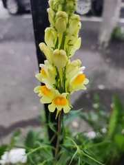 Linaria vulgaris
