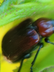 Merhynchites wickhami