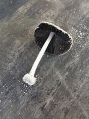 Coprinellus arenicola