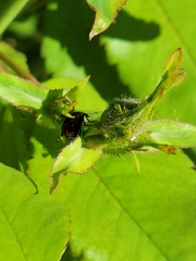 Merhynchites wickhami