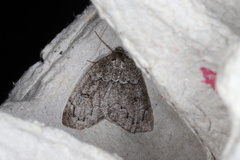 Spodolepis substriataria