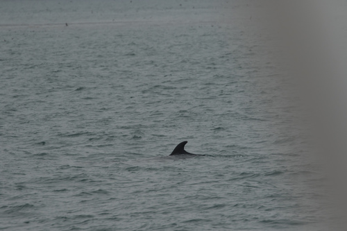Minke whale