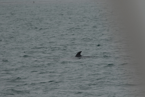 Minke whale