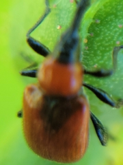 Merhynchites wickhami