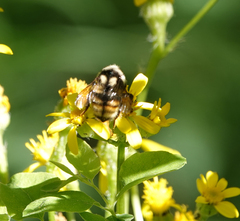 Bombus sylvicola