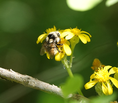 Bombus sylvicola