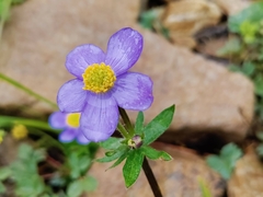 Anemonastrum obtusilobum