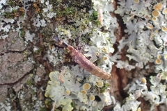 Phaeostigma