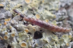 Phaeostigma
