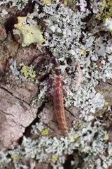 Phaeostigma