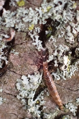 Phaeostigma