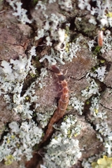 Phaeostigma