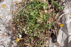 Hyoseris radiata