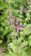 Stachys sylvatica