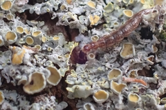 Phaeostigma
