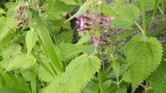 Stachys sylvatica