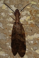 Corydalus peruvianus