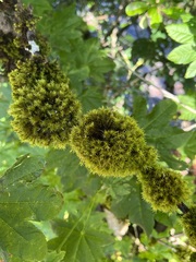 Pulvigera lyellii
