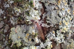 Phaeostigma