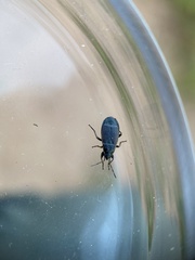 Pyrrhocoris marginatus