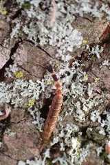 Phaeostigma