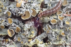 Phaeostigma