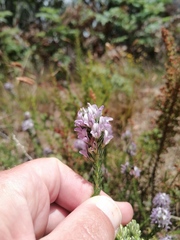 Aspalathus cephalotes
