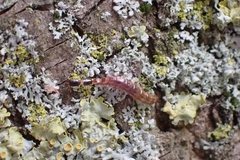 Phaeostigma