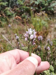 Aspalathus cephalotes