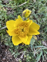 Ranunculus millefoliatus