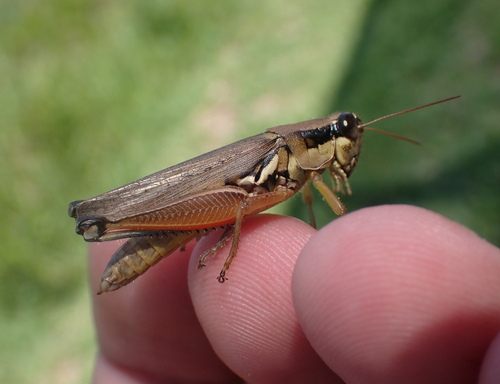 Atlantic Grasshopper photo 3