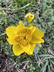 Ranunculus millefoliatus