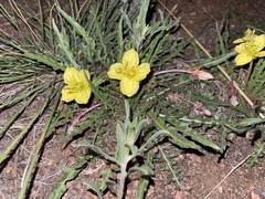 Oenothera flava