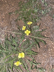Oenothera flava