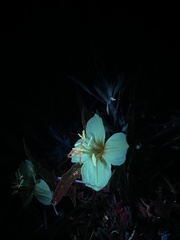 Oenothera flava