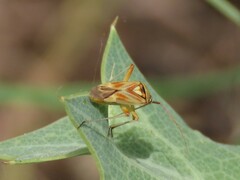 Calocoris roseomaculatus roseomaculatus