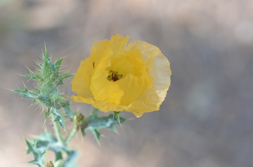 Golden pricklypoppy (Argemone aenea)