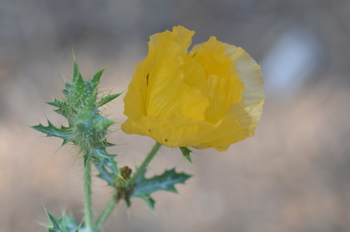 Image of Golden Pricklypoppy (Argemone aenea) by no rights reserved
