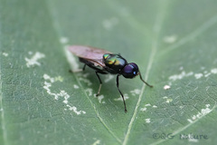 Prosopochrysa vitripennis